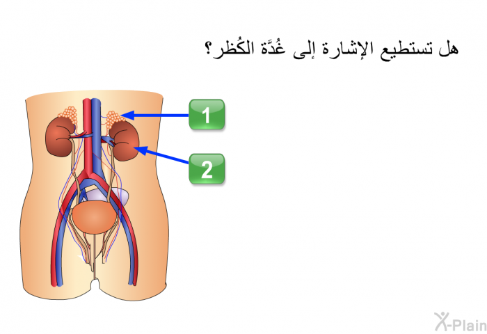 هل تستطيع الإشارة إلى غُدَّة الكُظر؟