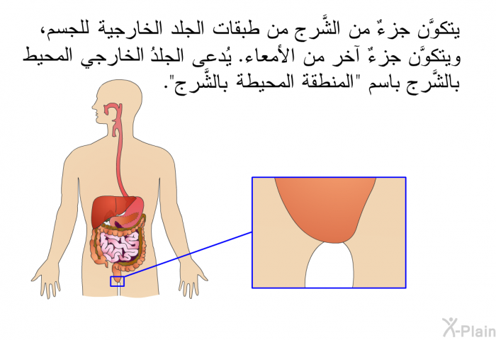 يتكوَّن جزءٌ من الشَّرج من طبقات الجلد الخارجية للجسم، ويتكوَّن جزءٌ آخر من الأمعاء. يُدعى الجلدُ الخارجي المحيط بالشَّرج باسم "المنطقة المحيطة بالشَّرج".