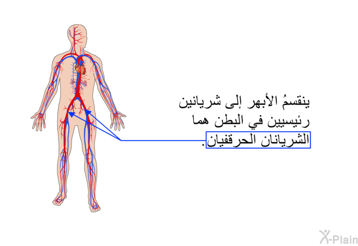 ينقسمُ الأبهر إلى شريانين رئيسيين في البطن هما الشريانان الحُرقفيان.