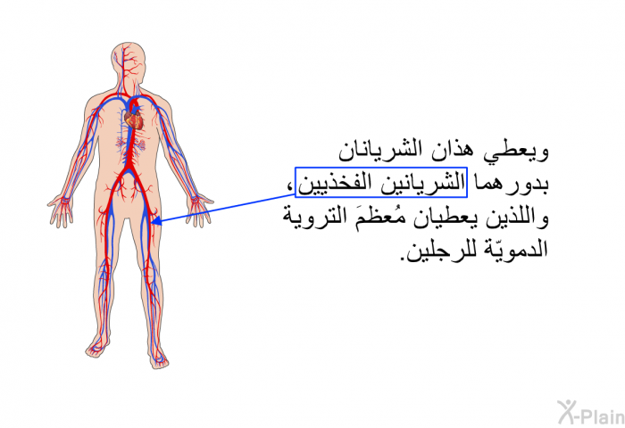 ويعطي هذان الشريانان بدورهما الشريانين الفخذيين واللذين يعطيان مُعظم التروية الدمويّة للرجلين.