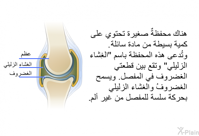 هناك محفظةٌ صغيرة تحتوي على كمية بسيطة من مادة سائلة. وتُدعى هذه المحفظة باسم "الغِشاء الزليلي"، وتقع بين قطعتي الغضروف في المفصل. ويسمح الغضروفُ والغشاء الزليلي بحركة سلسة للمفصل من غير ألم.