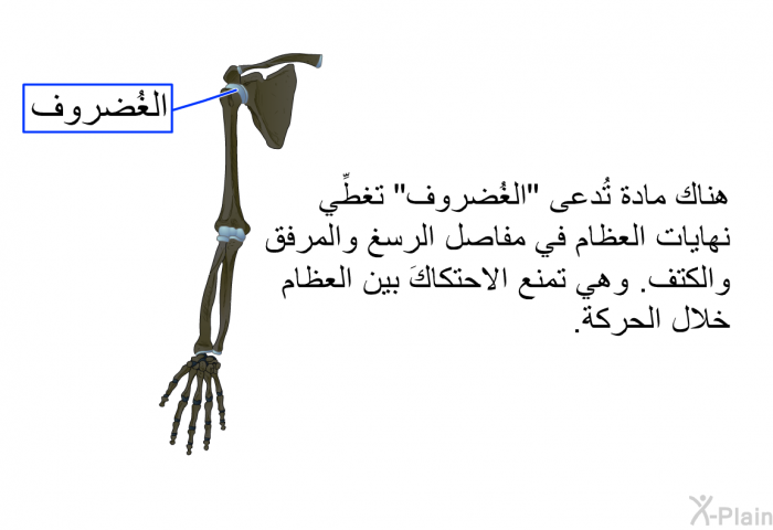 هناك مادة تُدعى "الغُضروف" تغطِّي نهايات العظام في مفاصل الرسغ والمرفق والكتف. وهي تمنع الاحتكاكَ بين العظام خلال الحركة.