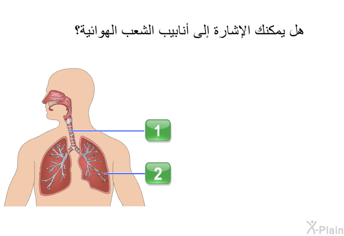 هل يمكنك الإشارة إلى أنابيب الشعب الهوائية؟