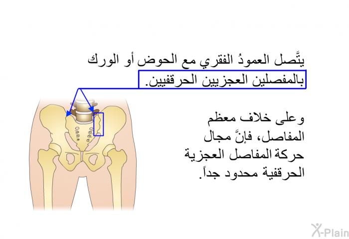 يتَّصل العمودُ الفقري مع الحوض أو الوَرك بالمفصلين العجزيين الحَرقفيين. وعلى خلاف معظم المفاصل، فإنَّ مجال حركة المفاصل العجزية الحرقفية محدودٌ جداً.