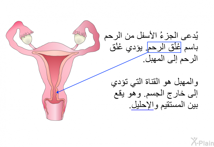 يُدعى الجزءُ الأسفل من الرحم باسم عُنُق الرحم. يؤدي عُنُق الرحم إلى المهبل. والمهبل هو القناة التي تؤدي إلى خارج الجسم. وهو يقع بين المستقيم والإحليل.