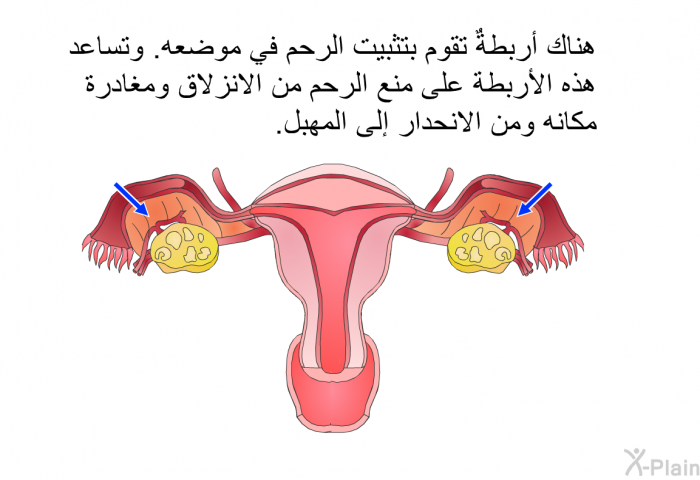 هناك أربطةٌ تقوم بتثبيت الرحم في موضعه. وتساعد هذه الأربطة على منع الرحم من الانزلاق ومغادرة مكانه ومن الانحدار إلى المهبل.