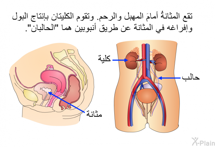 تقع المثانةُ أمامَ المهبل والرحم. وتقوم الكليتان بإنتاج البول وإفراغه في المثانة عن طريق أنبوبين هما "الحالبان".