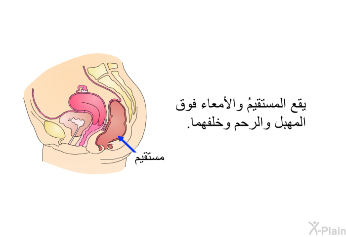 يقع المستقيمُ والأمعاء فوق المهبل والرحم وخلفهما.