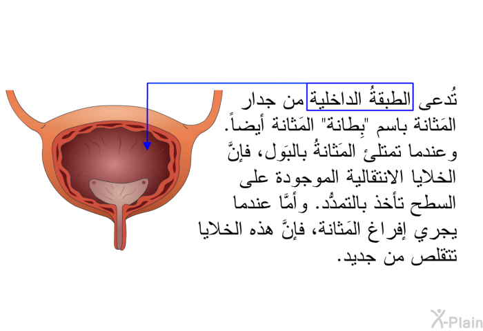 تُدعى الطبقةُ الداخلية من جدار المَثانة باسم "بِطانة" المَثانة أيضاً. وعندما تمتلئ المَثانةُ بالبَول، فإنَّ الخلايا الانتقالية الموجودة على السطح تأخذ بالتمدُّد. وأمَّا عندما يجري إفراغ المَثانة، فإنَّ هذه الخلايا تتقلص من جديد.