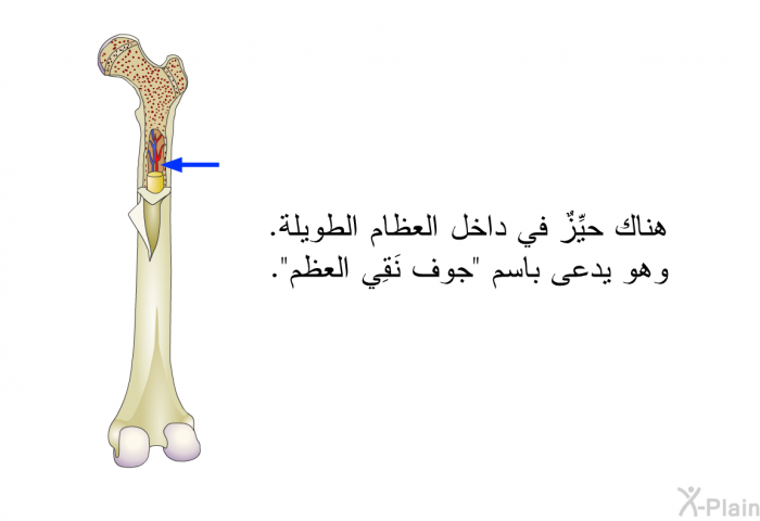 هناك حيِّزٌ في داخل العظام الطويلة. وهو يدعى باسم "جوف نَقِي العظم".