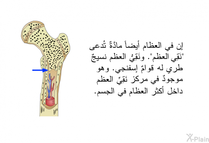 إن في العظام أيضاً مادَّةٌ تُدعى "نَقِي العظم". ونَقِيُّ العظم نسيجٌ طري له قوامٌ إسفنجي. وهو موجودٌ في مركز نَقِيِّ العظم داخل أكثر العظام في الجسم.