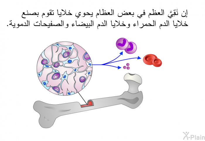 إن نَقِيَّ العظم في بعض العظام يحوي خلايا تقوم بصنع خلايا الدم الحمراء وخلايا الدم البيضاء والصفيحات الدموية.