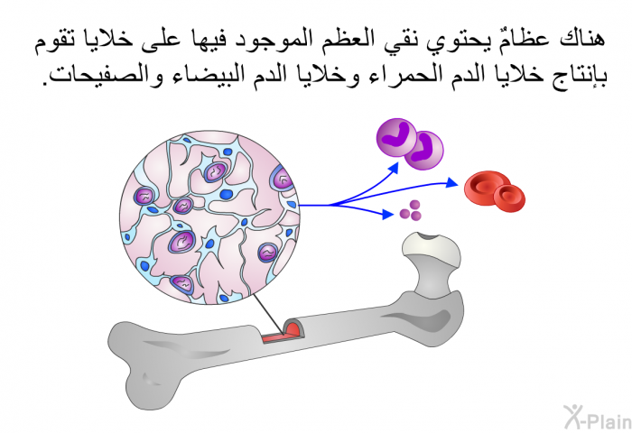 هناك عظامٌ يحتوي نقي العظم الموجود فيها على خلايا تقوم بإنتاج خلايا الدم الحمراء وخلايا الدم البيضاء والصفيحات.