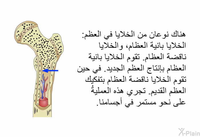 هناك نوعان من الخلايا في العظم: الخلايا بانية العظام، والخلايا ناقضة العظام. تقوم الخلايا بانية العظام بإنتاج العظم الجديد. في حين تقوم الخلايا ناقضة العظام بتفكيك العظم القديم. تجري هذه العمليةُ على نحو مستمر في أجسامنا.