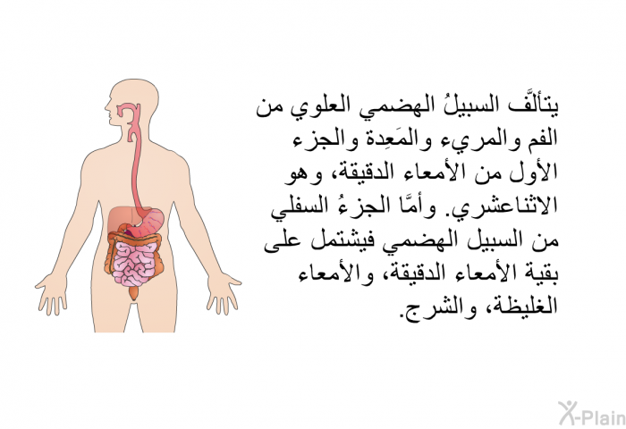 يتألَّف السبيلُ الهضمي العلوي من الفم والمريء والمَعِدة والجزء الأول من الأمعاء الدقيقة، وهو الاثناعشري. وأمَّا الجزءُ السفلي من السبيل الهضمي فيشتمل على بقية الأمعاء الدقيقة، والأمعاء الغليظة، والشرج.