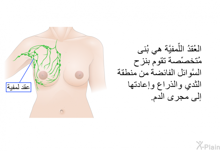 العُقدُ اللِّمفيَّة هي بُنى مُتخصِّصة تقوم بنزح السَّوائل الفائضة من منطقة الثدي والذراع وإعادتها إلى مجرى الدم.