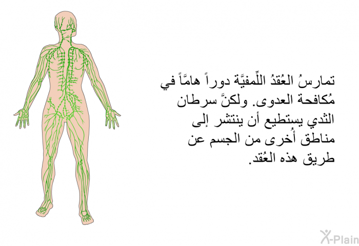 تمارسُ العُقدُ اللِّمفيَّة دوراً هامَّاً في مُكافحة العدوى. ولكنَّ سرطان الثدي يستطيع أن ينتشر إلى مناطق أُخرى من الجسم عن طريق هذه العُقد.