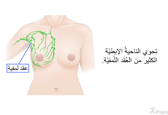 تحوي الناحيةُ الإبطيَّة الكثيرَ من العُقَد اللِّمفيَّة.