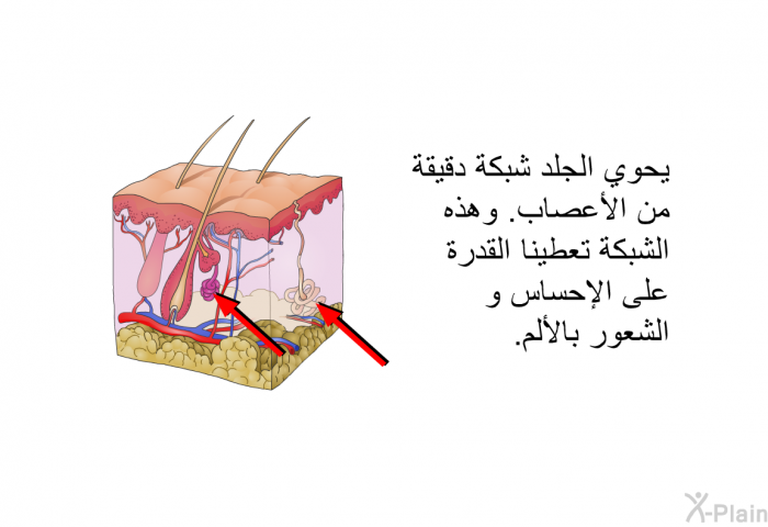 يحوي الجلد شبكة دقيقة من الأعصاب<B>. </B>وهذه الشبكة تعطينا القدرة على الإحساس و الشعور بالألم<B>.</B>