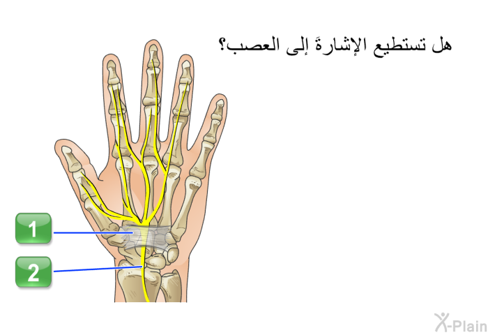 هل تستطيع الإشارةَ إلى العصب؟