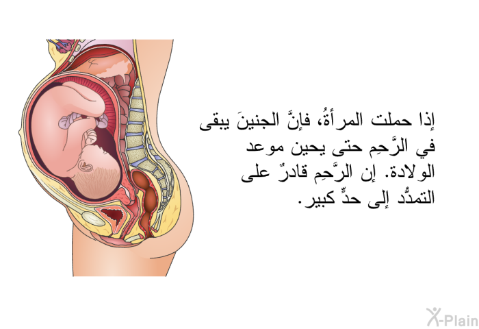 إذا حملت المرأةُ، فإنَّ الجنينَ يبقى في الرَّحِم حتى يحين موعد الولادة. إن الرَّحِم قادرٌ على التمدُّد إلى حدٍّ كبير.