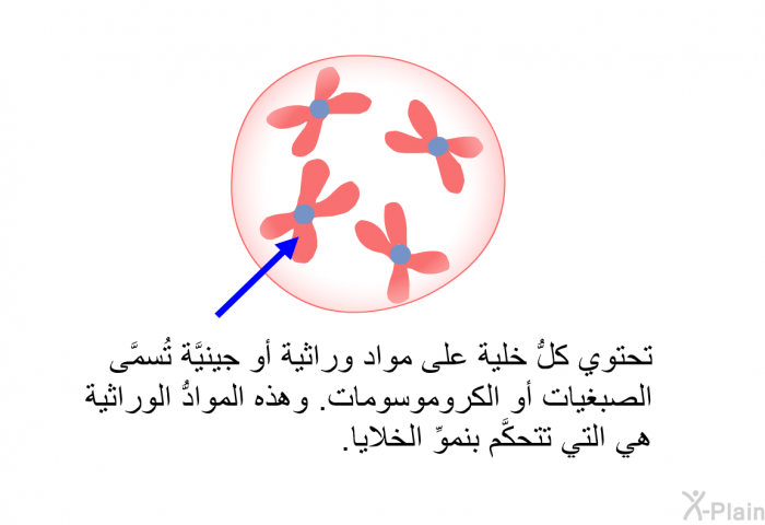 تحتوي كلُّ خلية على مواد وراثية أو جينيَّة تُسمَّى الصبغيات أو الكروموسومات. وهذه الموادُّ الوراثية هي التي تتحكَّم بنموِّ الخلايا.