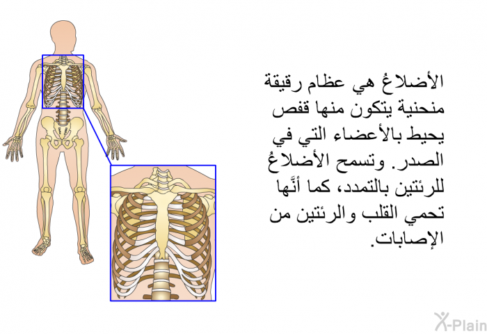 الأضلاعُ هي عظامٌ رقيقةٌ منحنية يتكون منها قفصٌ يحيط بالأعضاء التي في الصدر. وتسمح الأضلاعُ للرئتين بالتمدد، كما أنَّها تحمي القلب والرئتين من الإصابات.