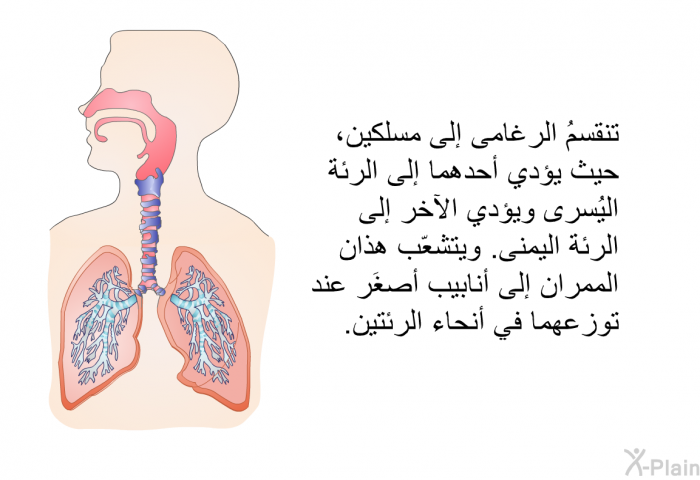 تنقسمُ الرغامى إلى مسلكين، حيث يؤدي أحدهما إلى الرئة اليُسرى ويؤدي الآخر إلى الرئة اليمنى. ويتشعّب هذان الممران إلى أنابيب أصغَر عند توزعهما في أنحاء الرئتين.