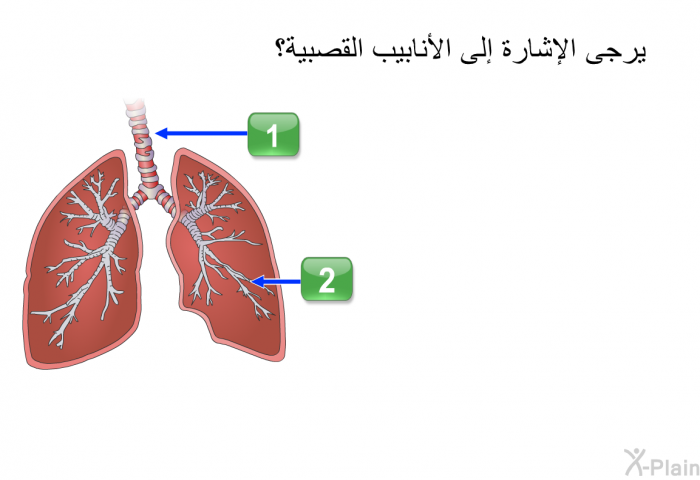 يرجى الإشارة إلى الأنابيب القصبية؟