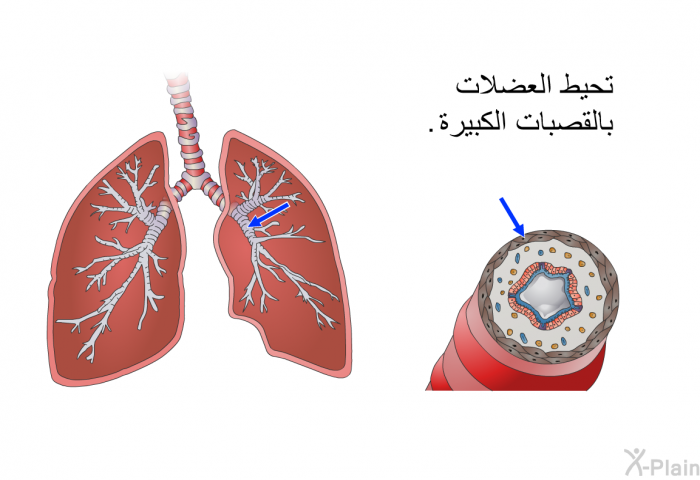 تحيط العضلات بالقصبات الكبيرة.