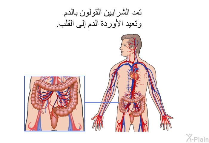 تمد الشرايين القولون بالدم وتعيد الأوردة الدم إلى القلب.