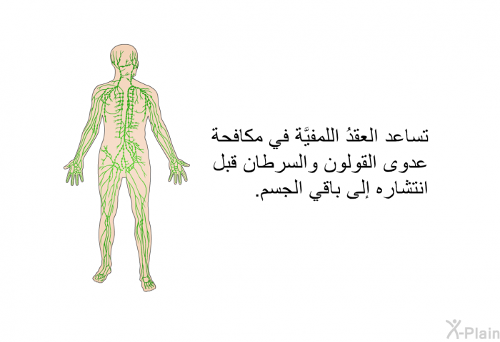 تساعد العقدُ اللمفيَّة في مكافحة عدوى القولون والسرطان قبل انتشاره إلى باقي الجسم.