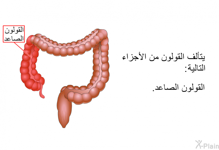 يتألف القولون من الأجزاء التالية: القولون الصاعد.