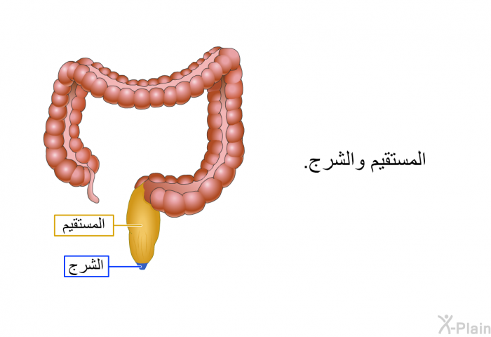 المستقيم والشرج.