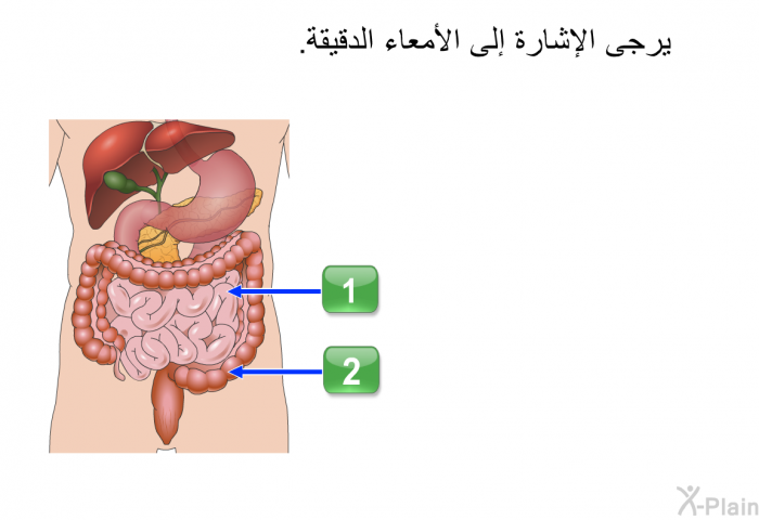 يرجى الإشارة إلى الأمعاء الدقيقة.