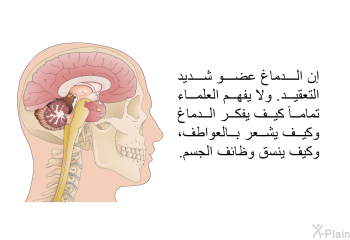 إن الدماغ عضو شديد التعقيد. ولا يفهم العلماء تماماً كيف يفكر الدماغ وكيف يشعر بالعواطف، وكيف ينسق وظائف الجسم.