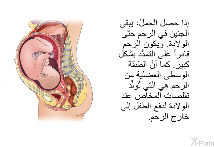 إذا حصل الحملُ، يبقى الجنين في الرحم حتَّى الولادة. ويكون الرحم قادراً على التمدُّد بشكل كبير. كما أنَّ الطبقة الوسطى العضلية من الرحم هي التي تُولِّد تقلُّصات المخاض عند الولادة لدفع الطفل إلى خارج الرحم.