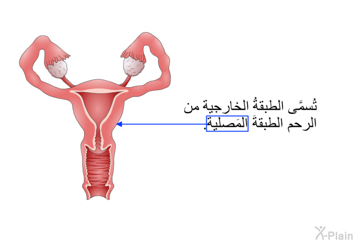 تُسمَّى الطبقةُ الخارجية من الرحم الطبقةَ المَصلية.