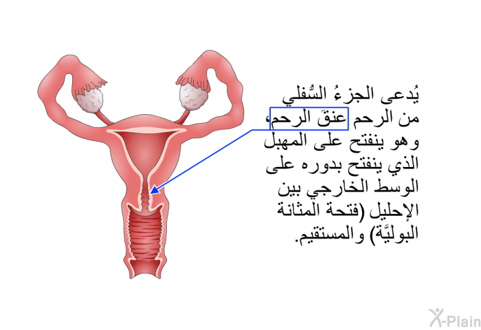 يُدعى الجزءُ السُّفلي من الرحم عنقَ الرحم، وهو ينفتح على المهبل الذي ينفتح بدوره على الوسط الخارجي بين الإحليل (فتحة المثانة البوليَّة) والمستقيم.