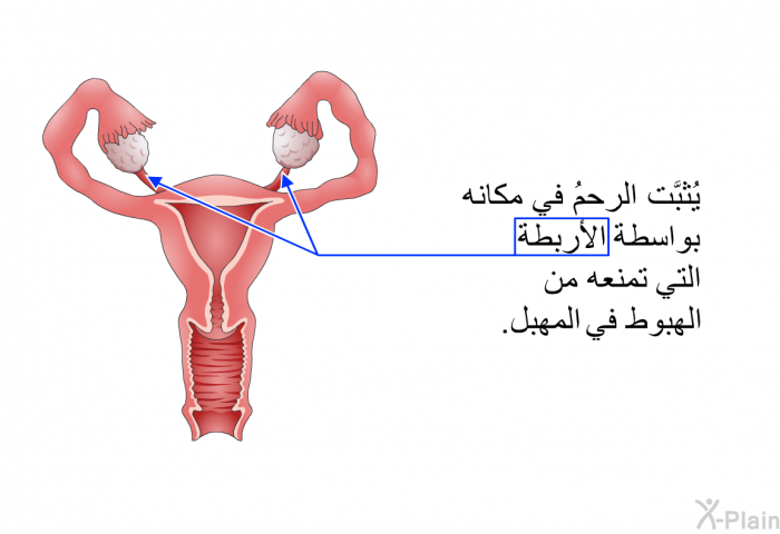 يُثبَّت الرحمُ في مكانه بواسطة الأربطة التي تمنعه من الهبوط في المهبل.