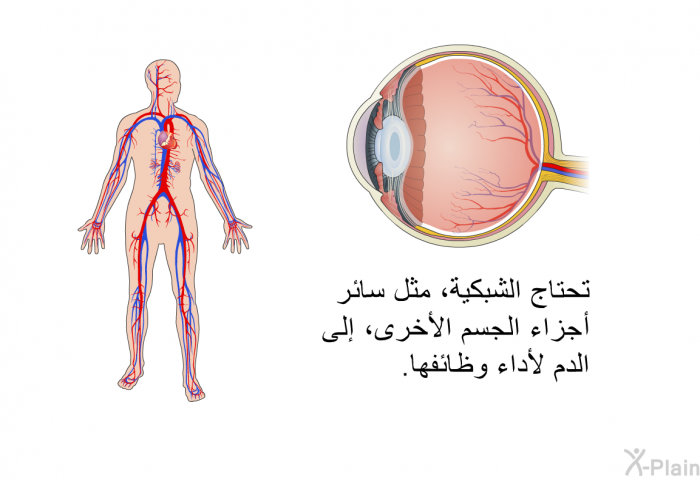 تحتاج الشبكية، مثل سائر أجزاء الجسم الأخرى، إلى الدم لأداء وظائفها.