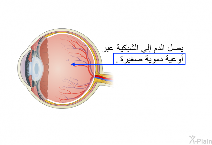 يصل الدم إلى الشبكية عبر أوعية دموية صغيرة.