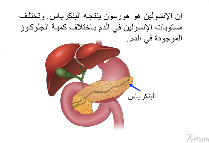 إن الإنسولين هو هورمون ينتجه البنكرياس. وتختلف مستويات الإنسولين في الدم باختلاف كمية الجلوكوز الموجودة في الدم.