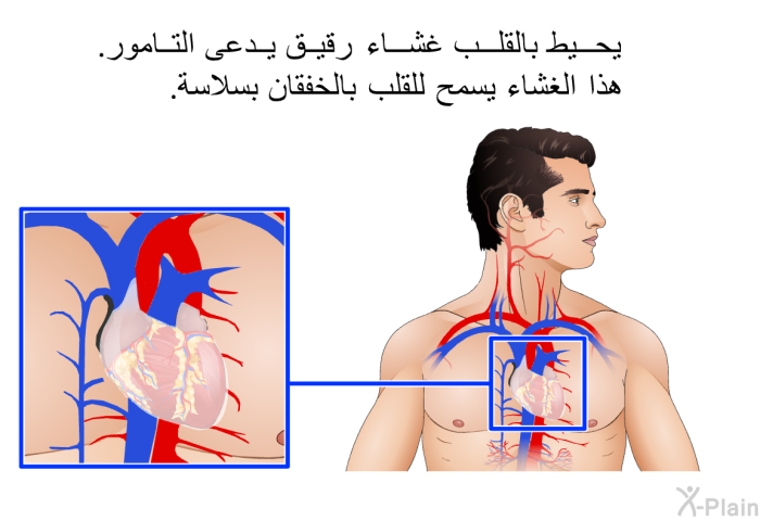 يحيط بالقلب غشاء رقيق يدعى التامور. هذا الغشاء يسمح للقلب بالخفقان بسلاسة.