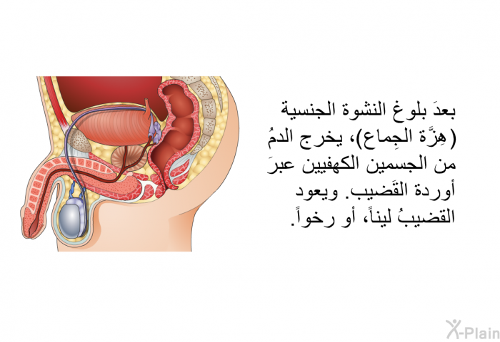 بعدَ بلوغ النشوة الجنسية (هِزَّة الجِماع)، يخرج الدمُ من الجسمين الكهفيين عبرَ أوردة القَضيب. ويعود القضيبُ ليناً، أو رخواً.