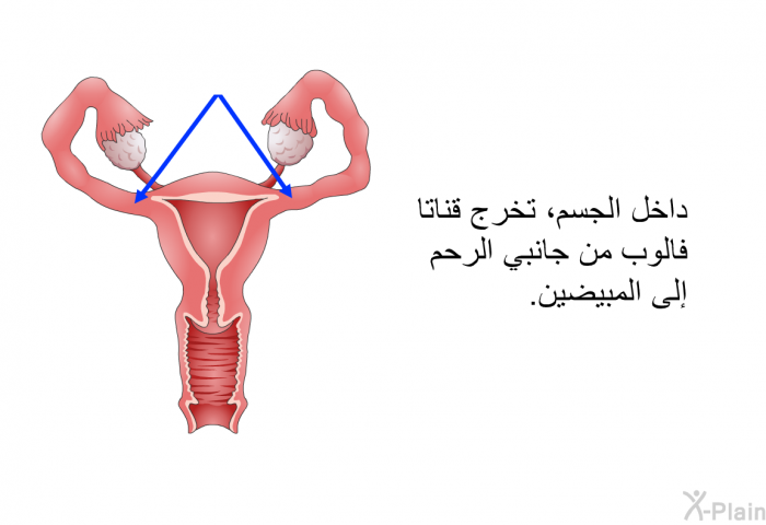 داخل الجسم، تخرج قناتا فالوب من جانبي الرحم إلى المبيضين.