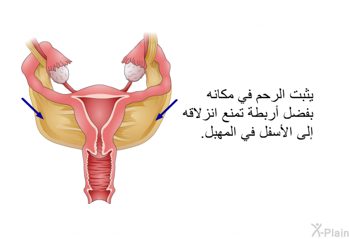 يثبت الرحم في مكانه بفضل أربطة تمنع انزلاقه إلى الأسفل في المهبل.