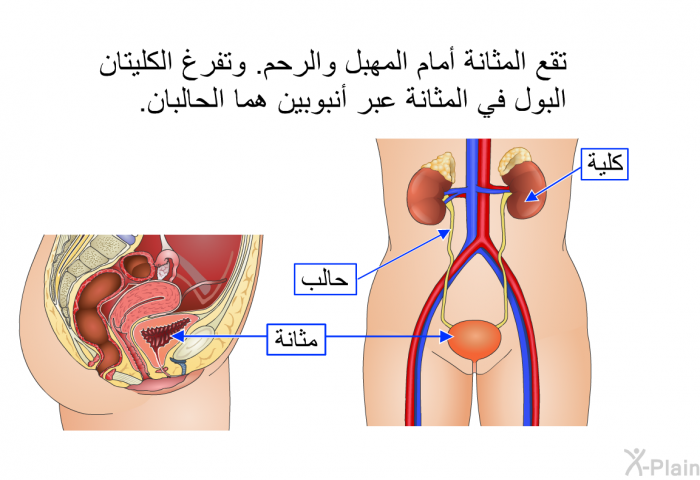 تقع المثانة أمام المهبل والرحم. وتفرغ الكليتان البول في المثانة عبر أنبوبين هما الحالبان.