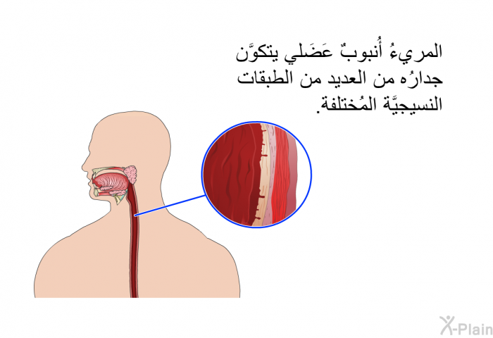 المريءُ أُنبوبٌ عَضَلي يتكوَّن جدارُه من العديد من الطبقات النسيجيَّة المُختلفة.