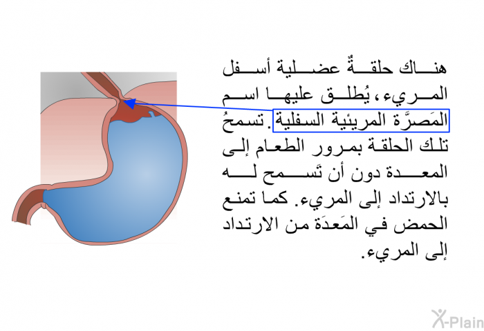 هناك حلقةٌ عضلية أسفل المريء، يُطلق عليها اسم المَصرَّة المريئية السفلية. تسمحُ تلك الحلقة بمرور الطعام إلى المعدة دون أن تَسمح له بالارتداد إلى المريء. كما تمنع الحمض في المَعدَة من الارتداد إلى المريء.